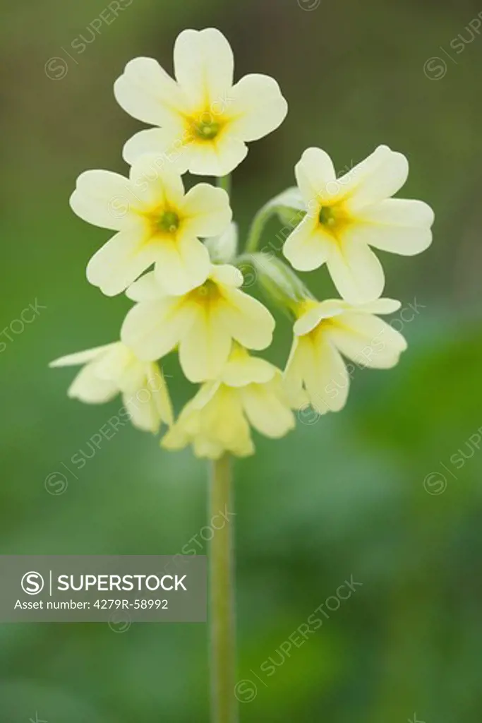 oxlip ,Primula elatior