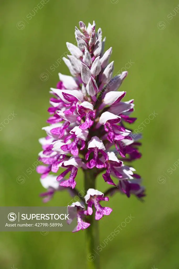 military orchid , Orchis militaris