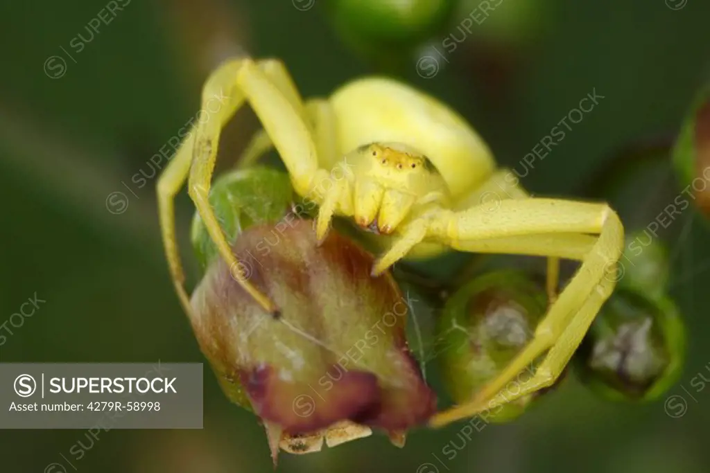 goldenrod crab spider - on branch , Misumena vatia