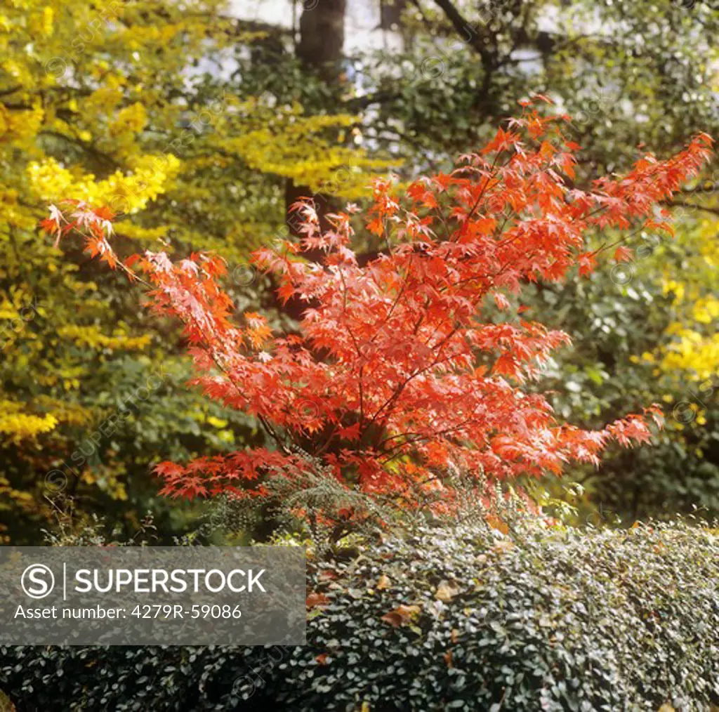 Japanese Maple - autumn colours , Acer palmatum