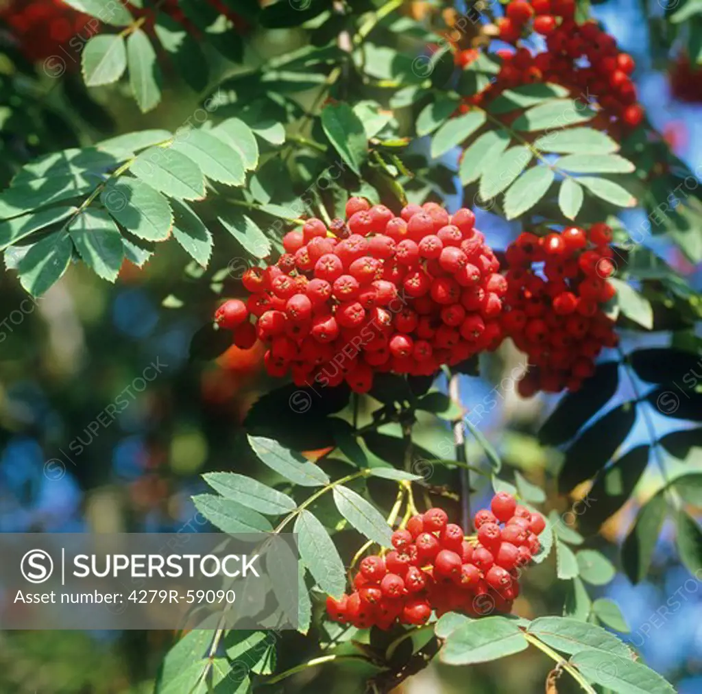 European Rowan - Rowan berries , Sorbus aucuparia