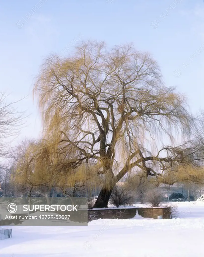 Babylon willow in the snow , Salix babylonica