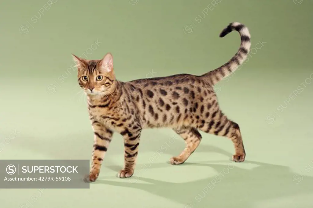 bengal cat - standing