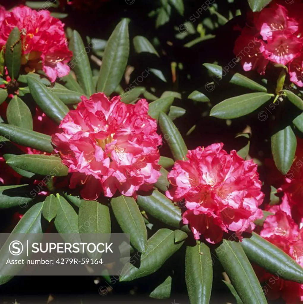 rhododendron - blossoms