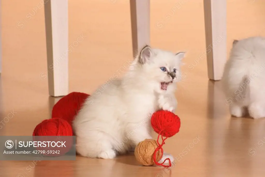 sacred cat of burma kitten - playing