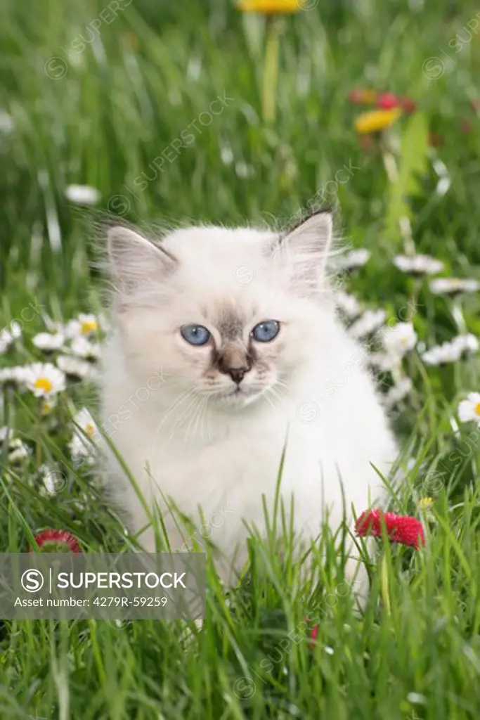 sacred cat of burma kitten - sitting on meadow
