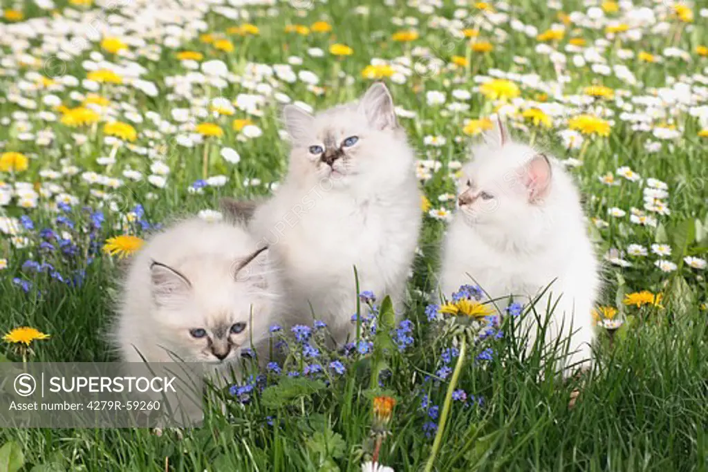 three sacred cat of burma kitten - sitting on meadow