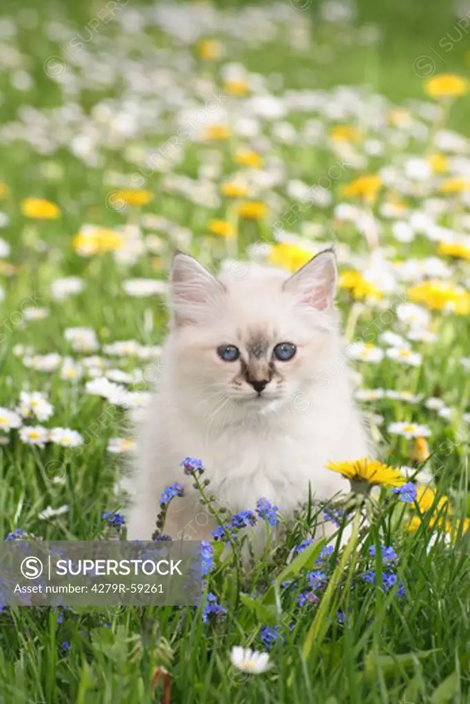 sacred cat of burma kitten - sitting on meadow