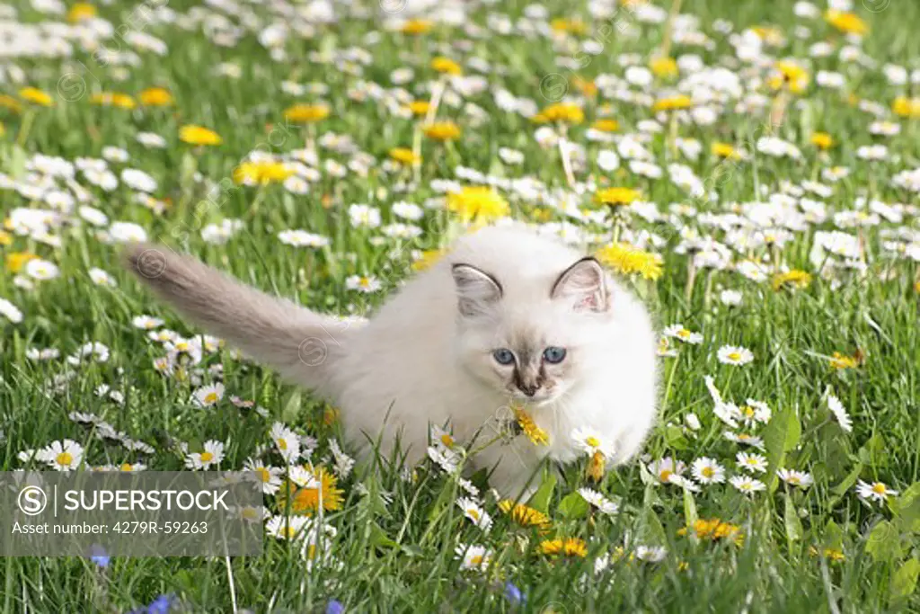 sacred cat of burma kitten - standing on meadow