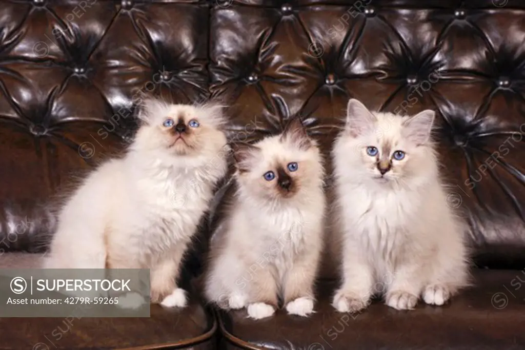 three sacred cat of burma kitten - sitting on couch