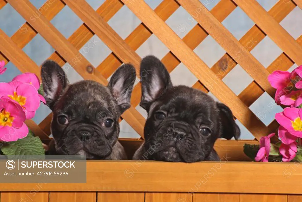 two french bulldog puppies - in flower pot