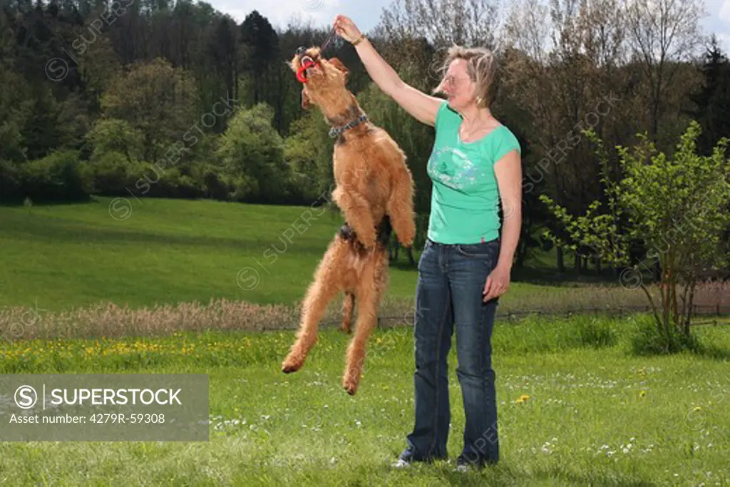 woman and airedale terrier - jumping
