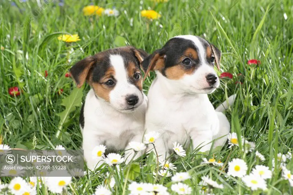 two jack russell terrier puppies - sitting on meadow