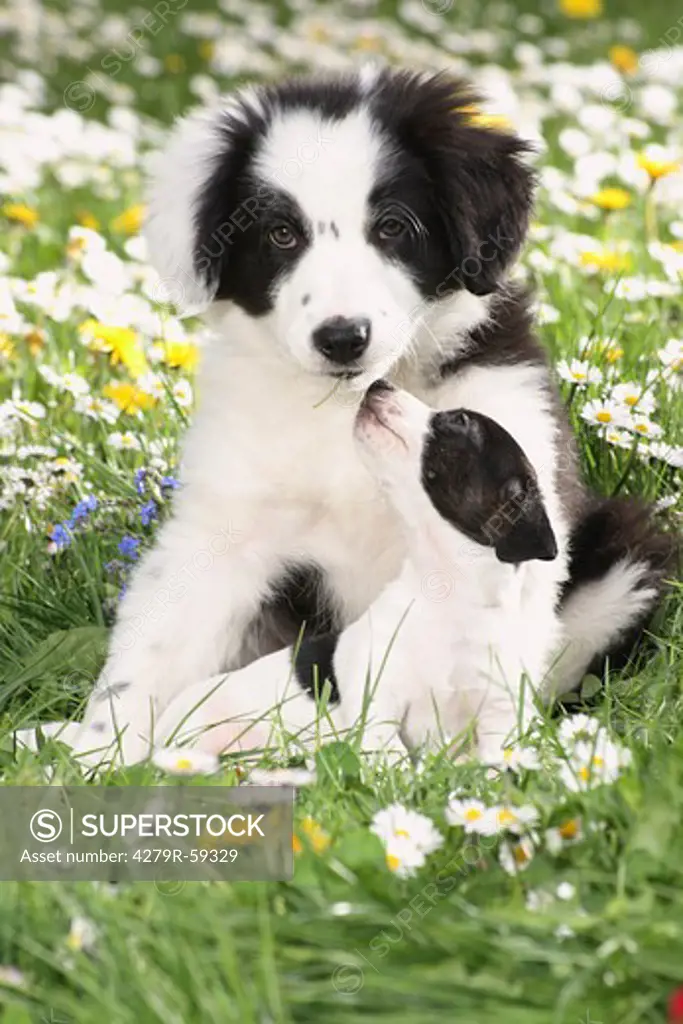 ack russell terrier puppy and border collie puppy