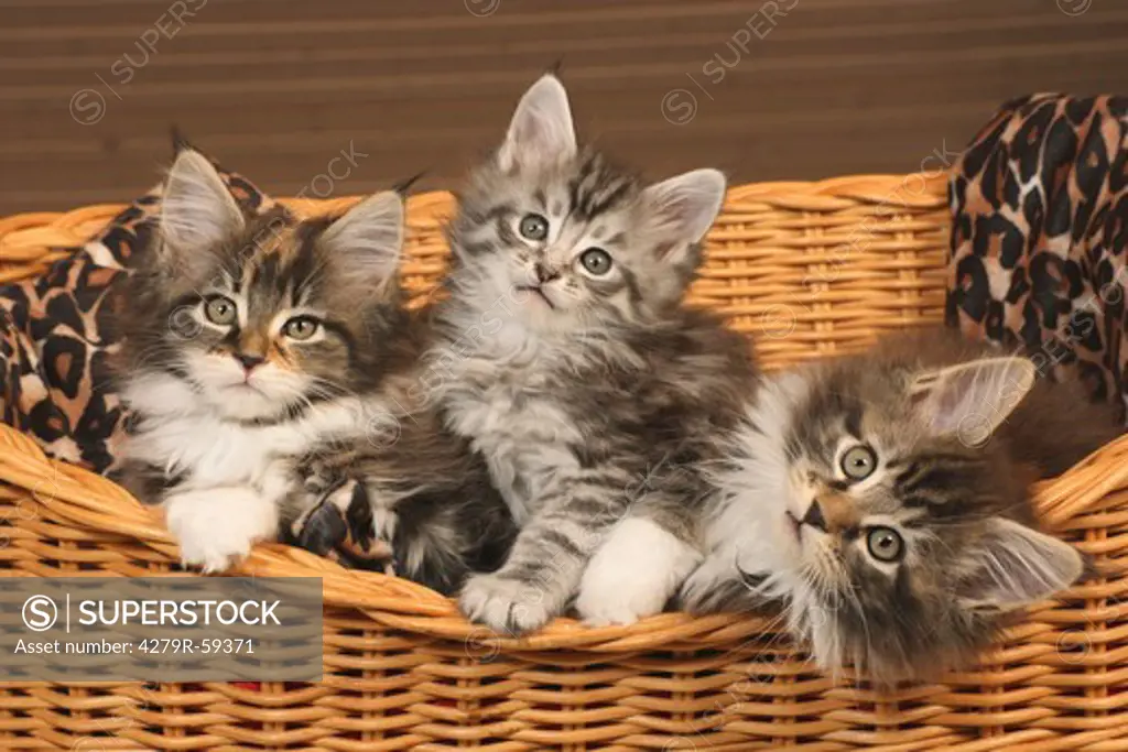 three maine coon kitten - sitting in basket