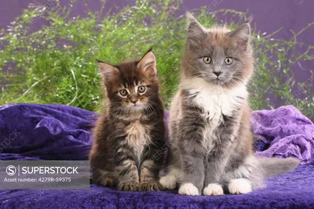 two maine coon kitten - sitting