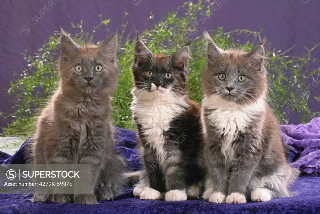three maine coon kitten - sitting