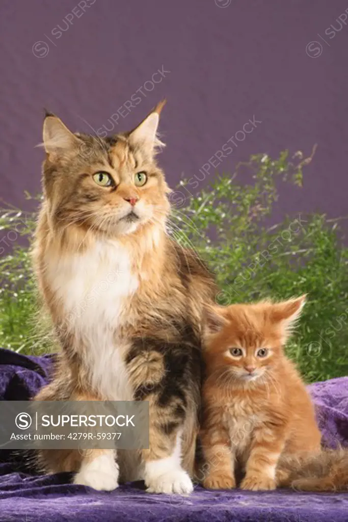 maine coon with kitten - sitting
