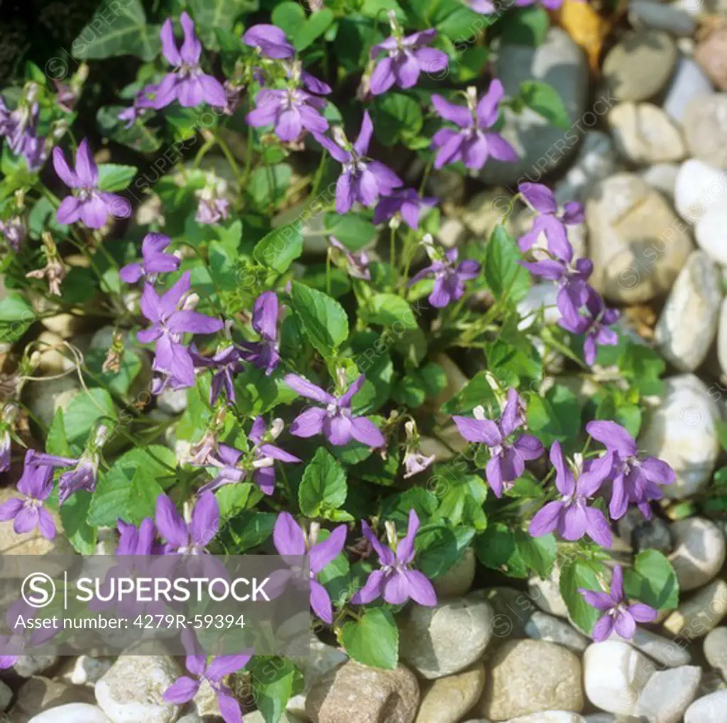 common violet , Viola odorata