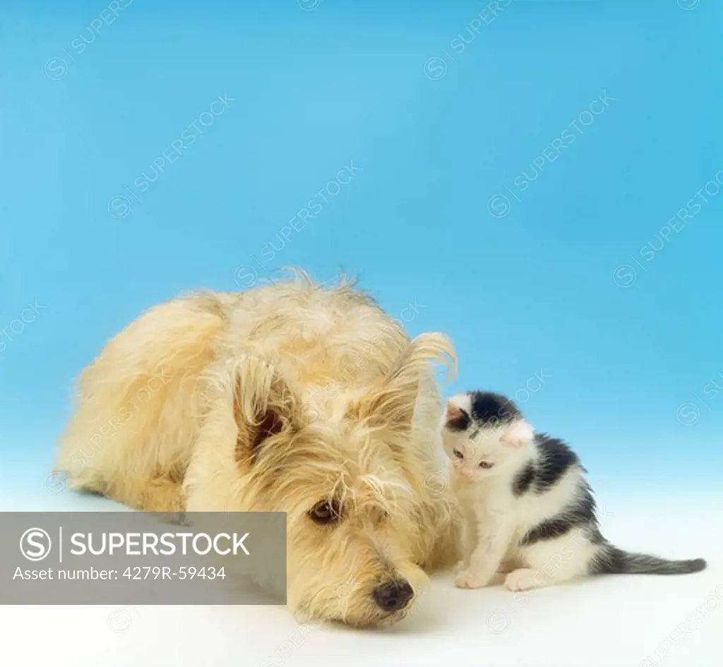animal friendship, hybrid dog and domestic kitten