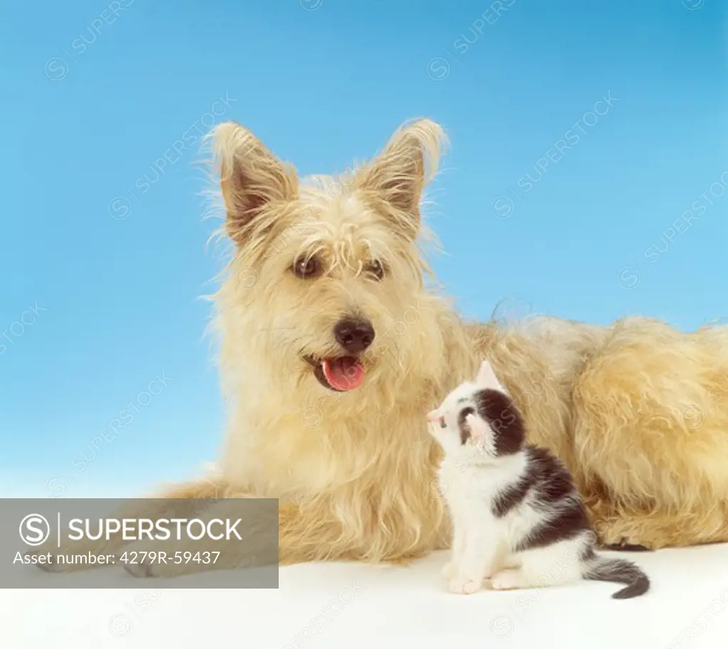 animal friendship, hybrid dog and domestic kitten