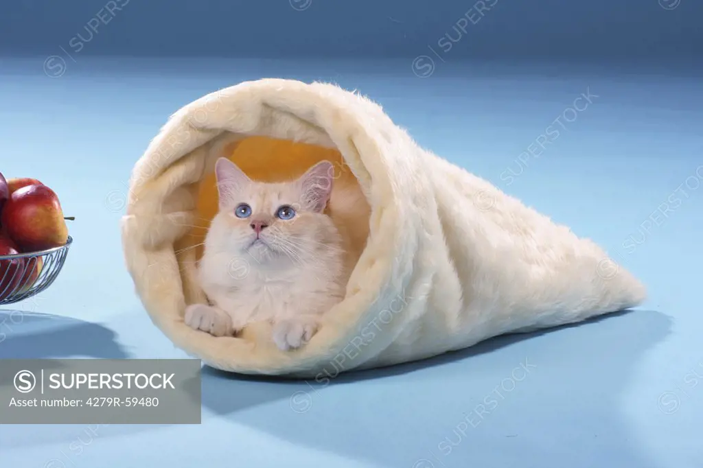 sacred cat of burma - in bag