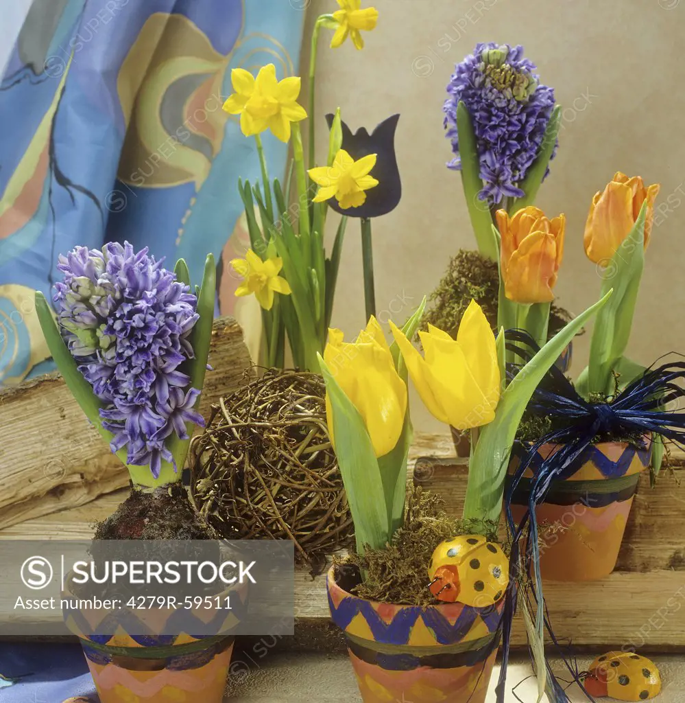 daffodils , tulips and hyacinths
