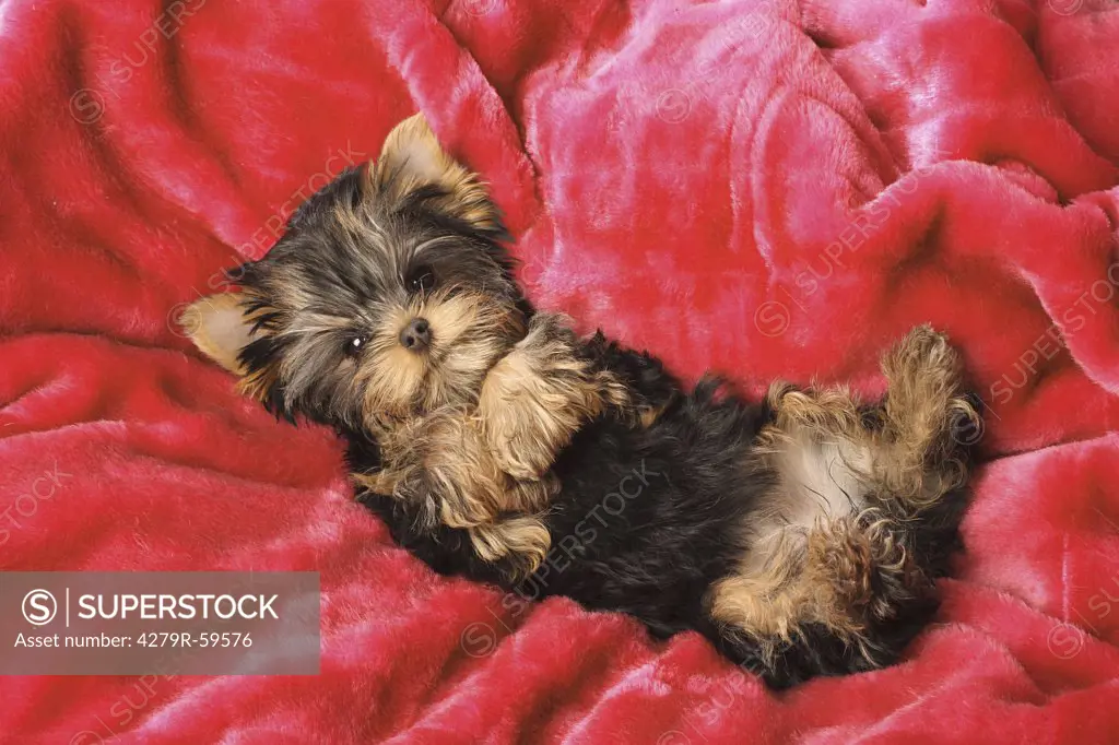 yorkshire terrier puppy - lying on blanket
