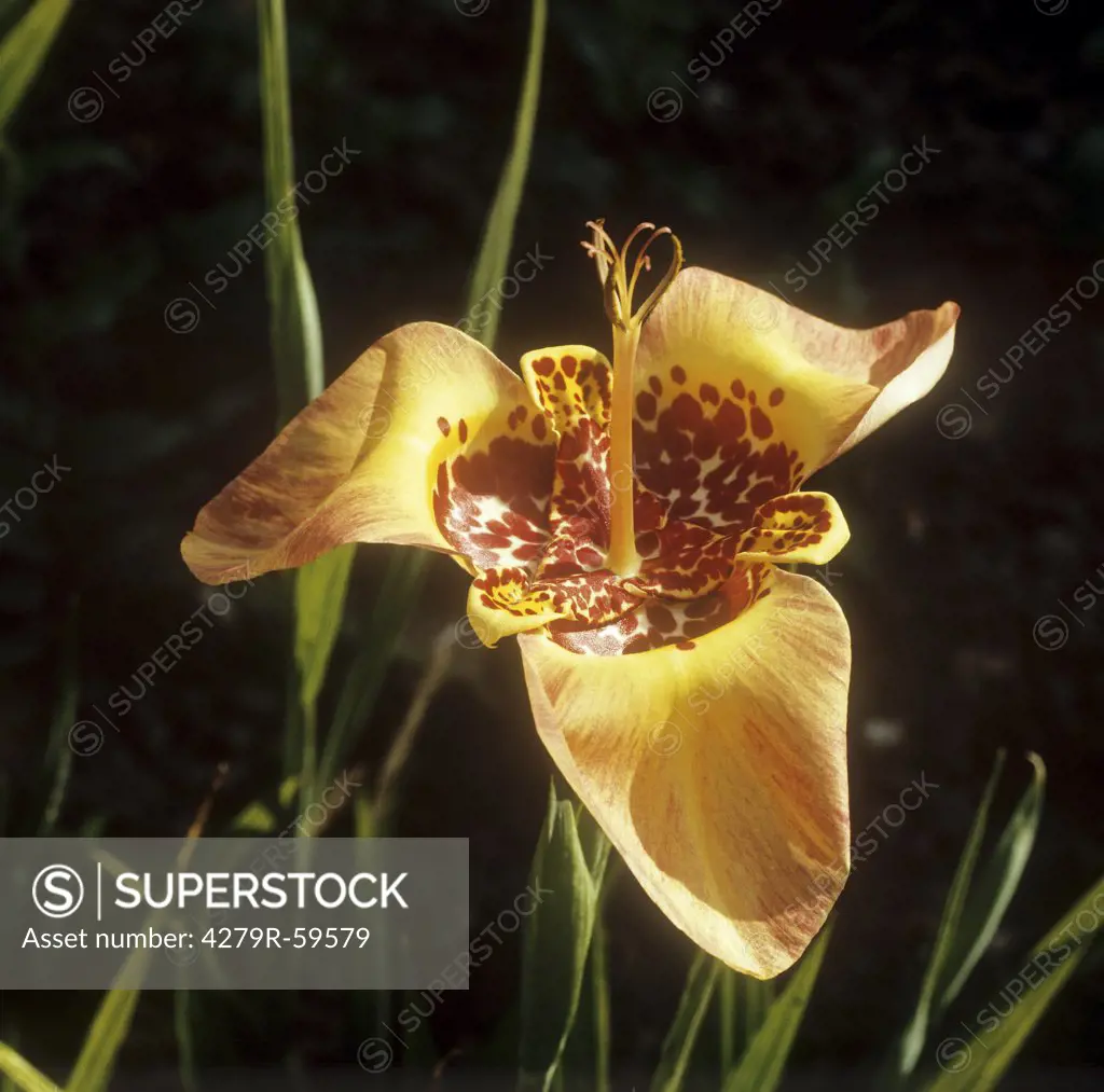 Mexican Tiger Flower - blossom , Tigrida pavonia