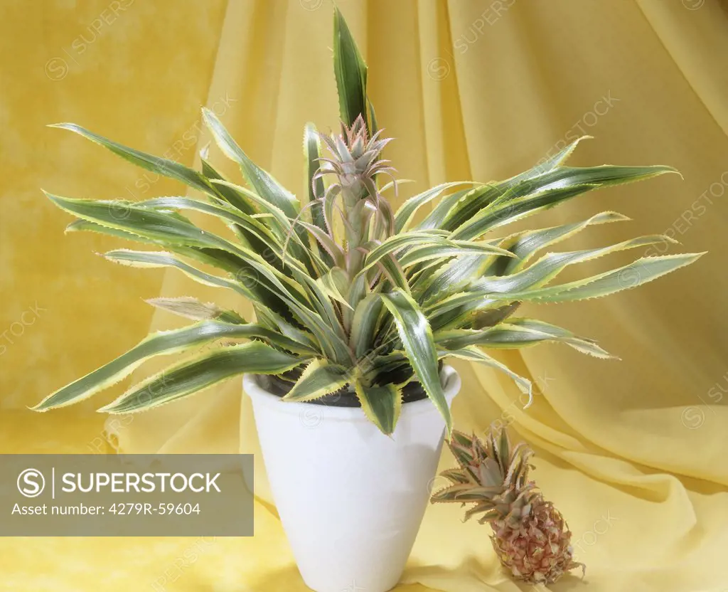 Ivory Pineapple in flowerpot , Ananas comosum Variegatus