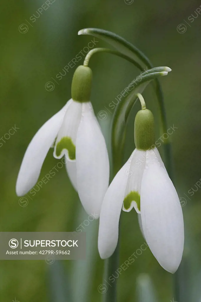 common snowdrop , Galanthus nivalis