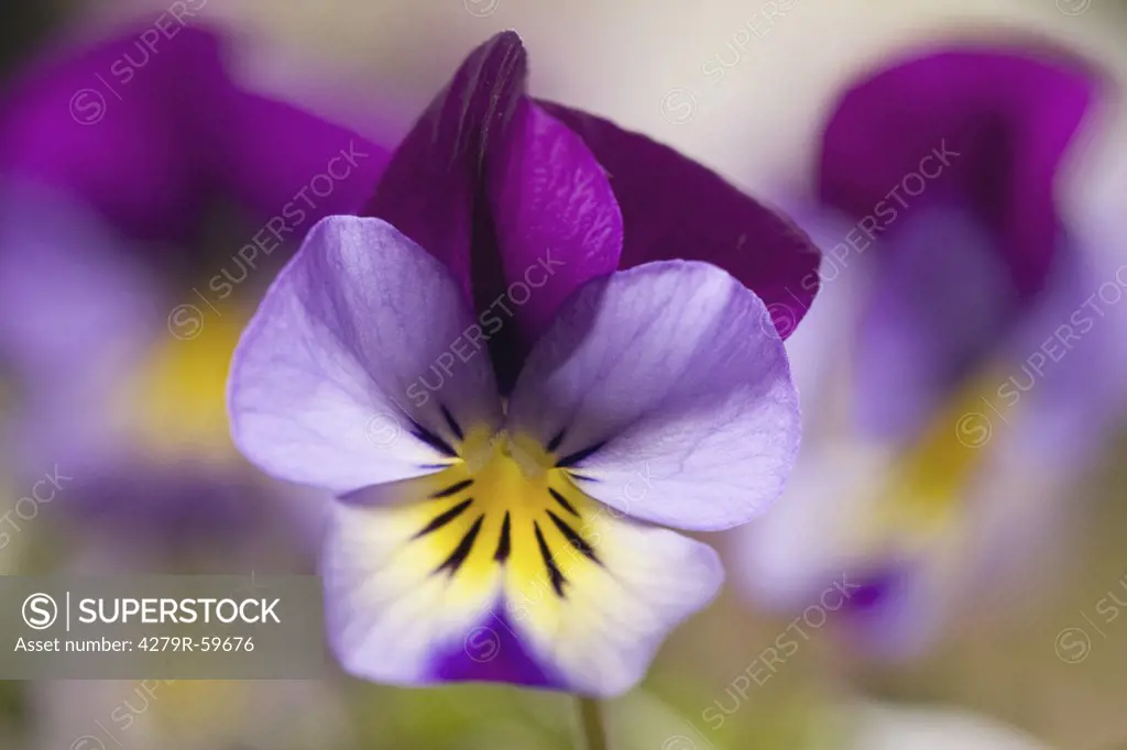 horned violet - blossom , Viola cornuta
