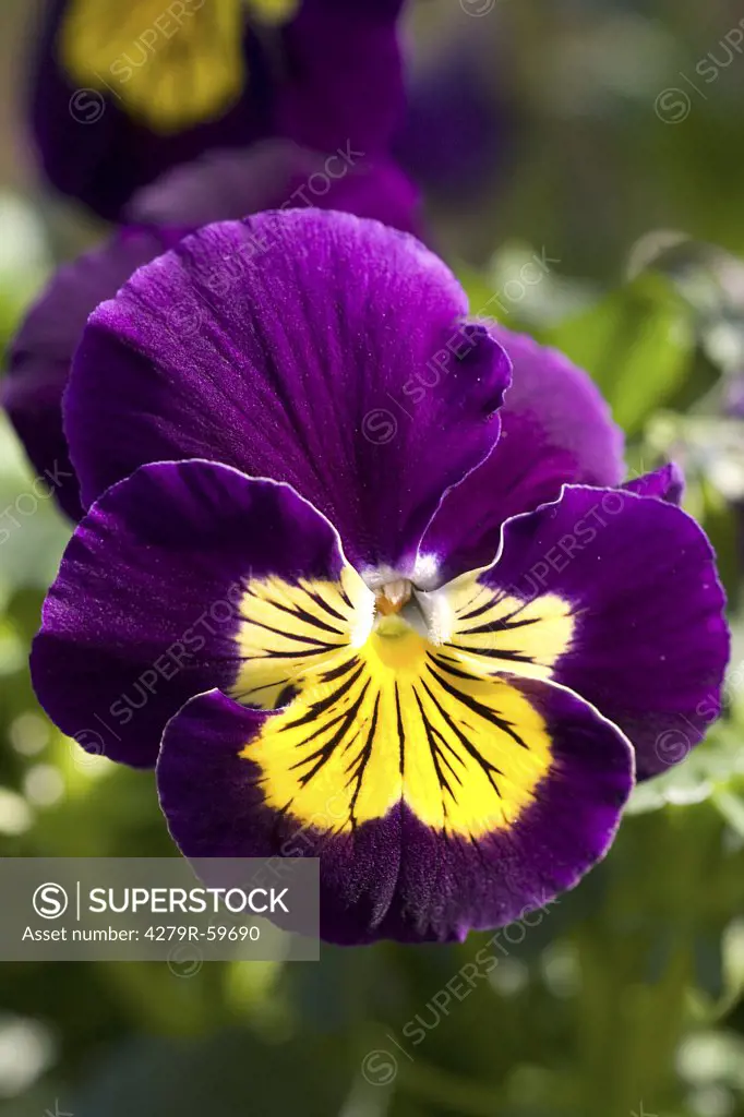 pansy violet - blossom