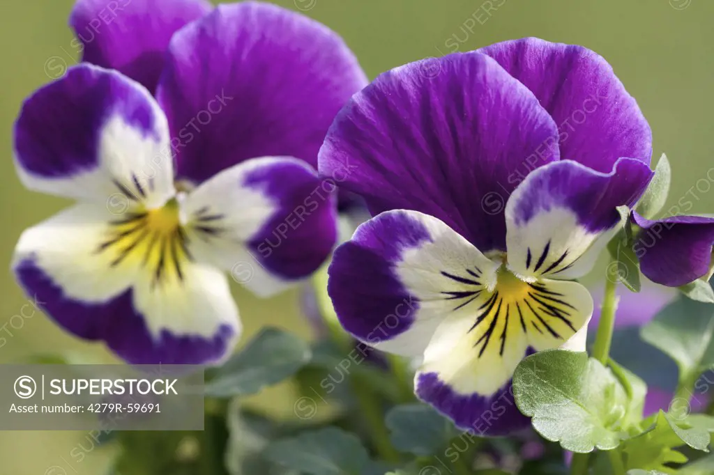 pansy violet - blossom