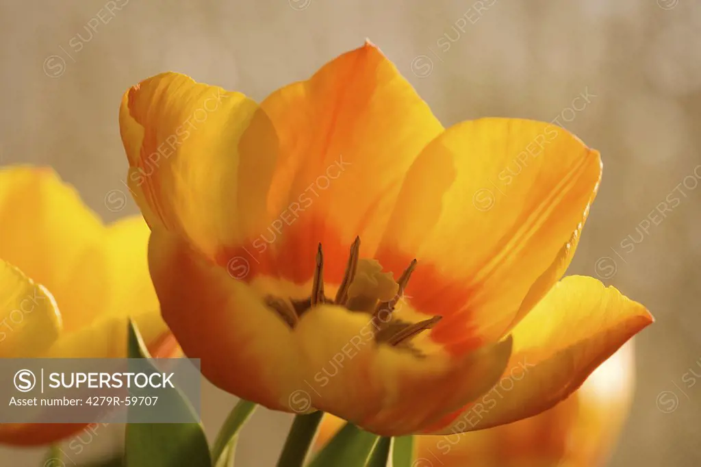 tulip - blossom