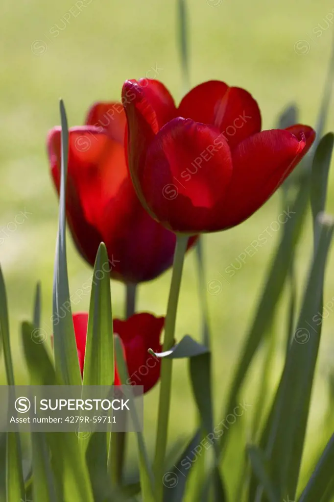tulip - blossoms