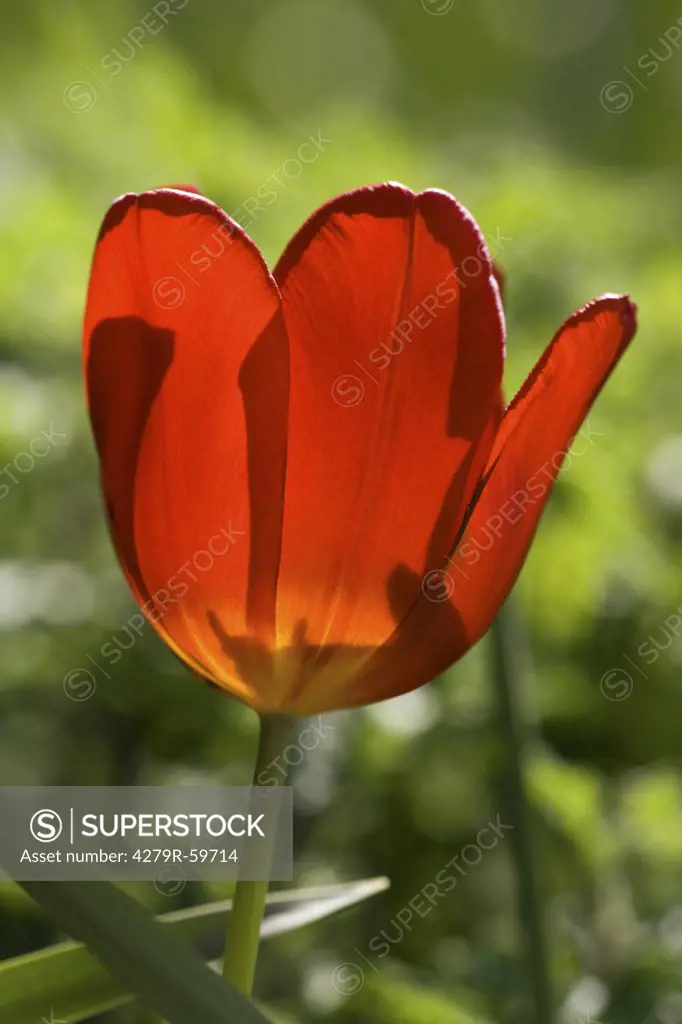 tulip - blossom