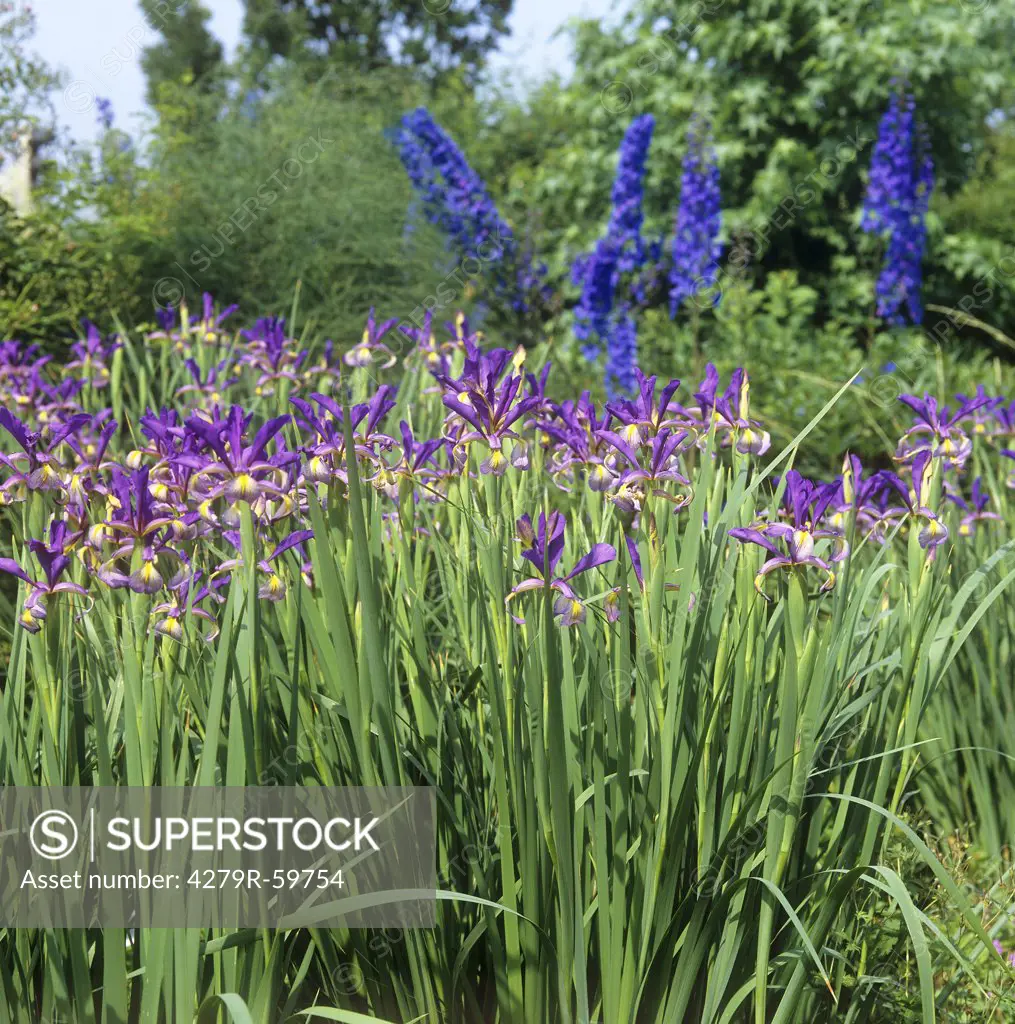 Siberian Irises , Iris sibirica