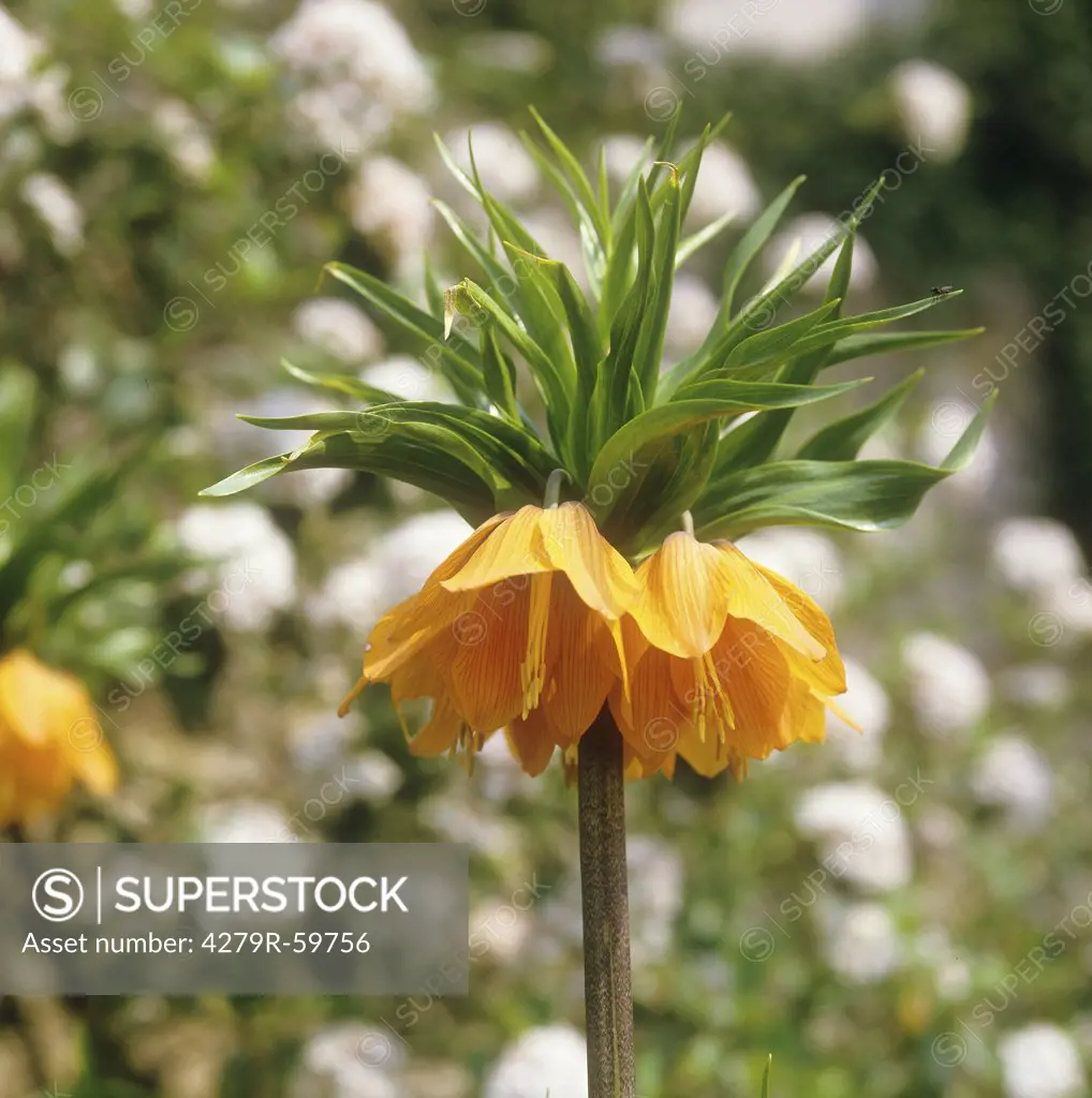 Crown imperial - blossom , Fritillaria imperialis