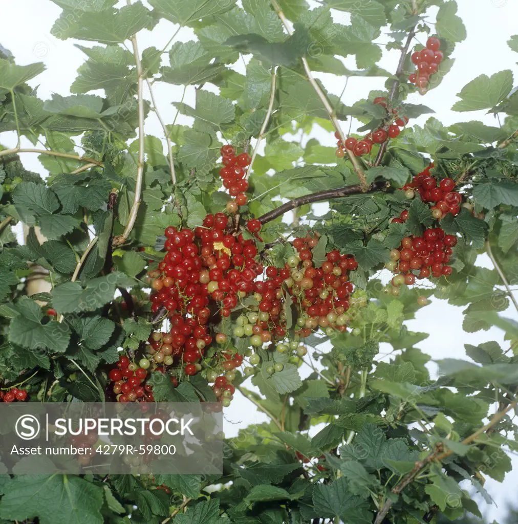 red currants , Ribes rubrum