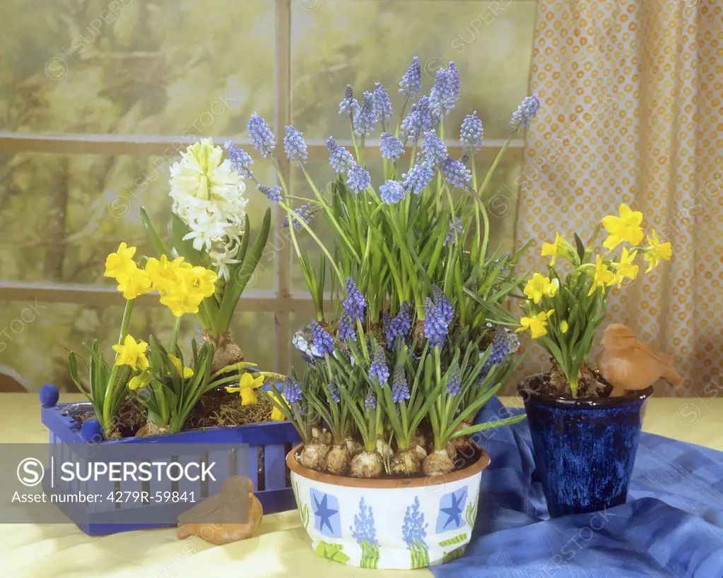 daffodils and Grape Hyacinth