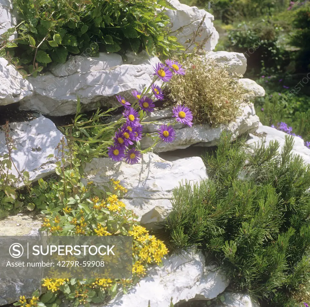 rock garden with different flowers