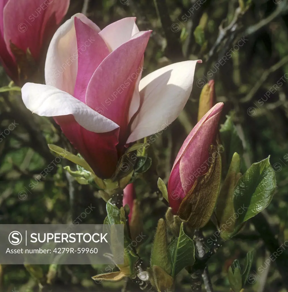 Lily magnolia - blossom , Magnolia liliiflora
