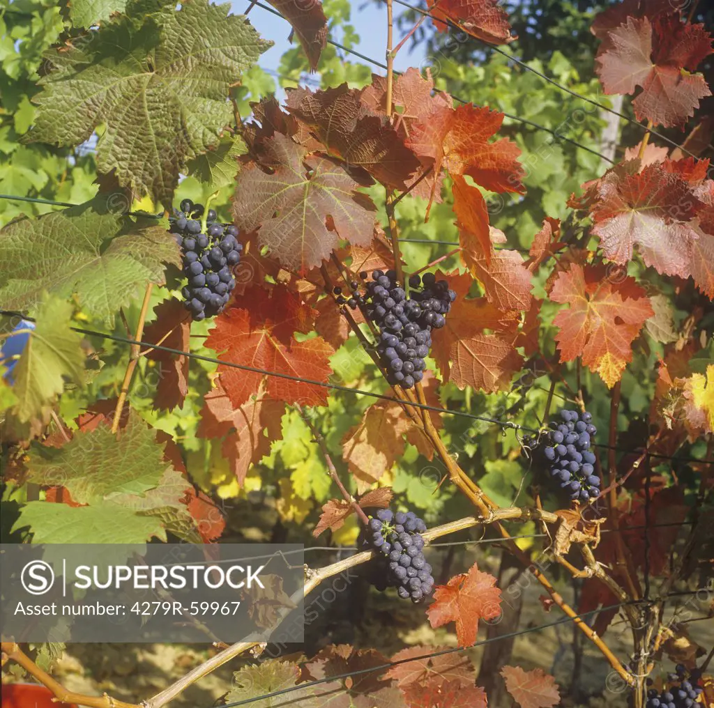 Common Grape Vine , Vitis vinifera