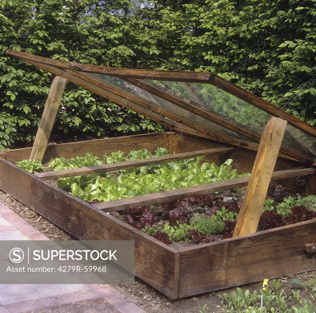 cold frame with different lettuces , Lactuca sativa