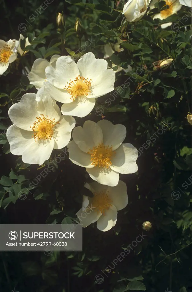 Dog Rose - blossoms