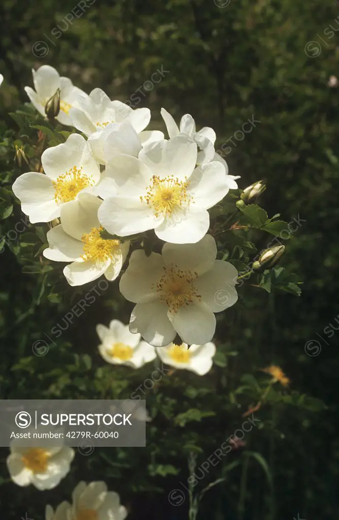Dog Rose - blossoms