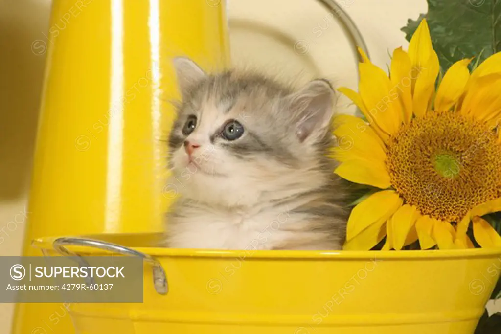 Siberian forest cat - kitten in bucket