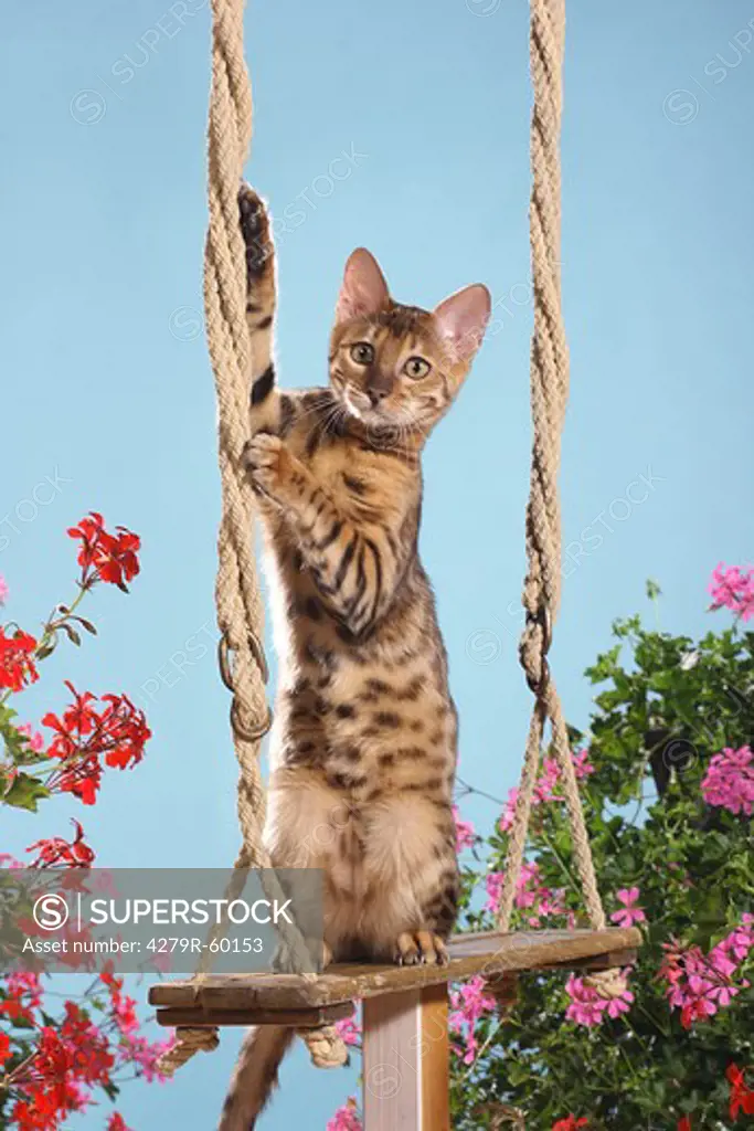Bengal cat - standing on swing