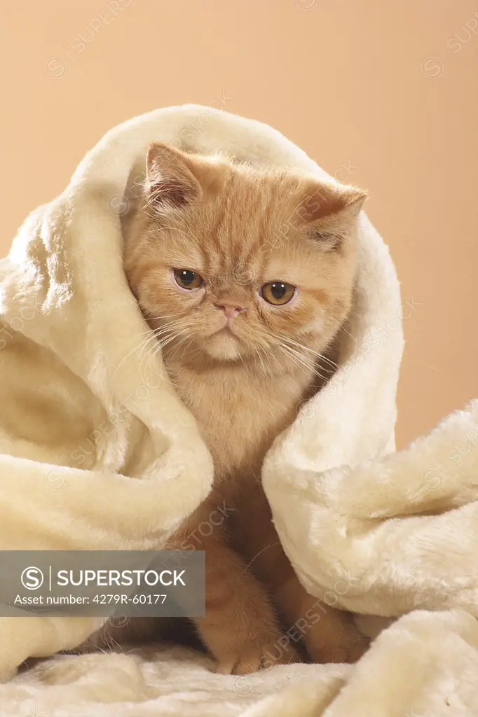 Exotic Shorthair kitten - sitting under blanket